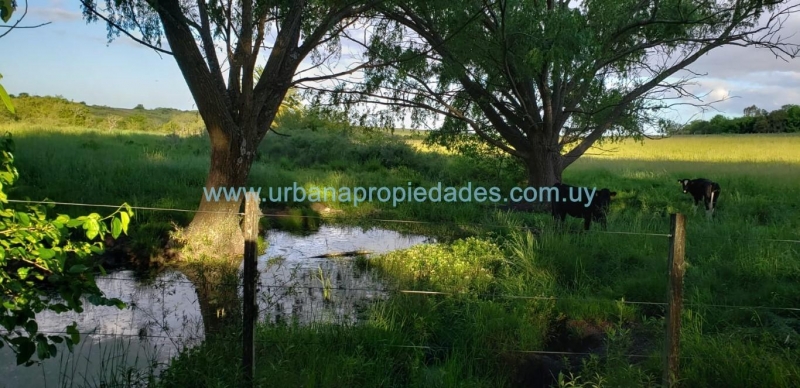 80 Has Campo Agrícola Ganadero